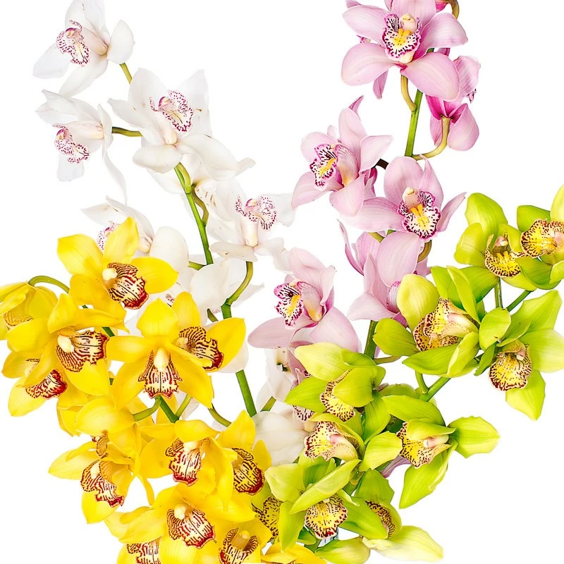 Орхидеи – купить в Екатеринбурге орхидею, доставка орхидеи