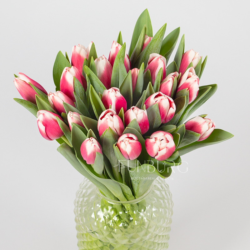 Малиновые с белым тюльпаны