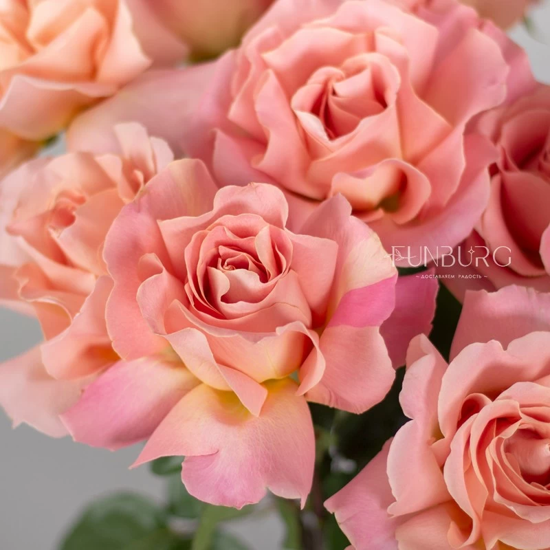 Розовые розы Hermosa