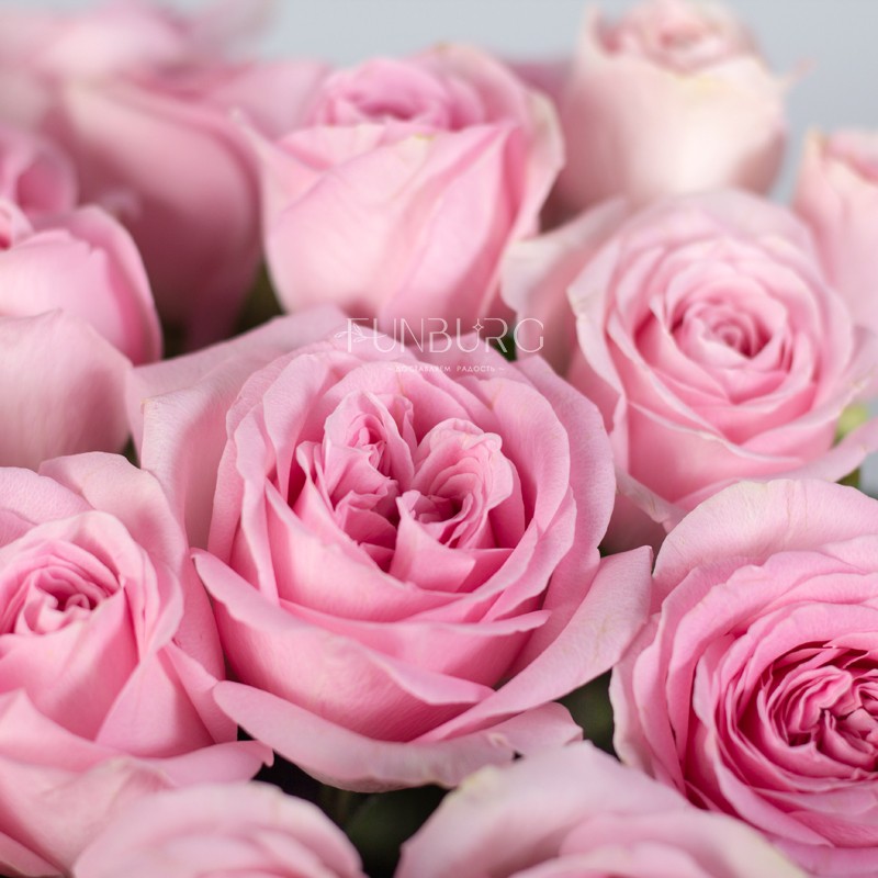 Нежно-розовые розы