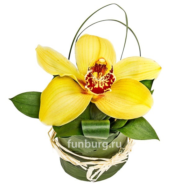 Цветок орхидеи от Фанбург