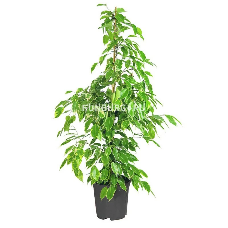 Горшечное растение «Фикус» 100 см
