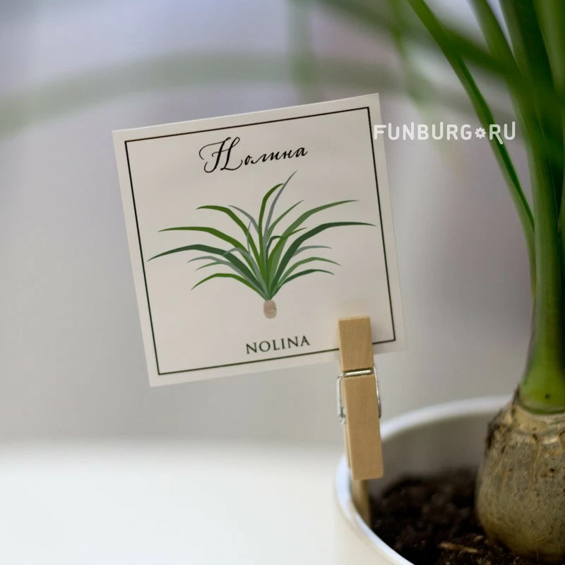 Купить комнатный цветок «Нолина» с доставкой по Екатеринбургу -  интернет-магазин «Funburg.ru»