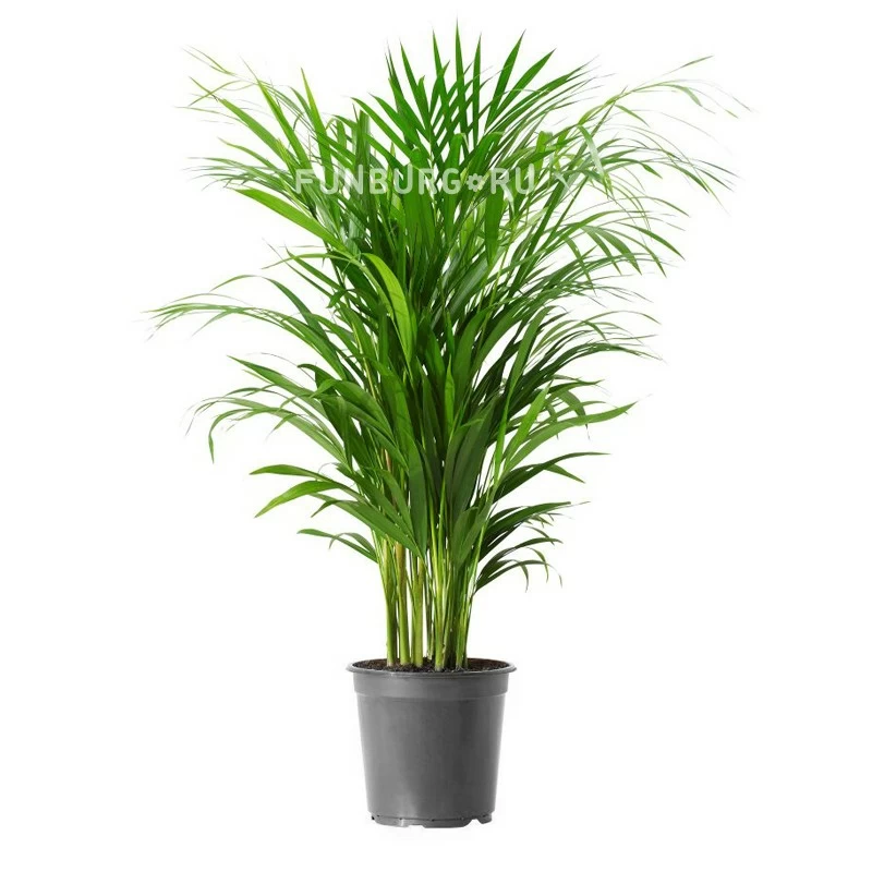 Горшечное растение «Хризалидокарпус» 90-100см