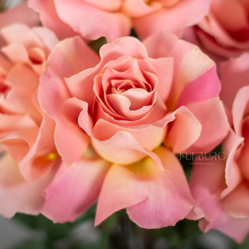 Розовые розы Hermosa