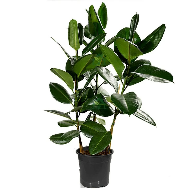 Горшечное растение «Фикус Эластика» 100 см