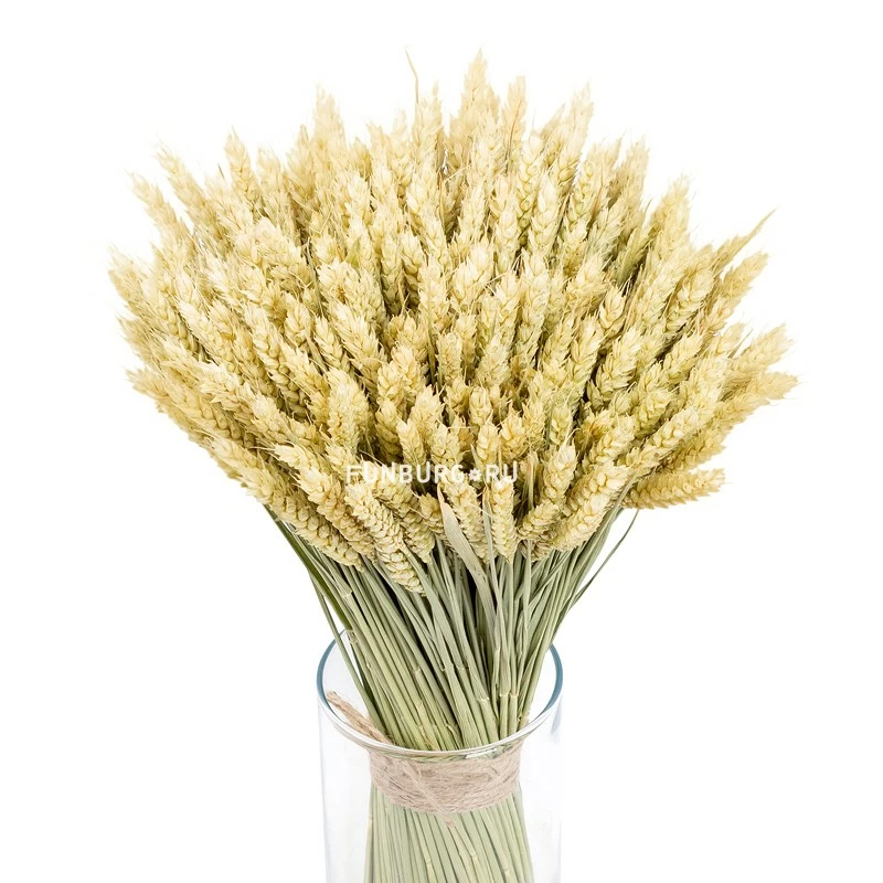 Свежие зеленые колосья пшеницы на белом фоне