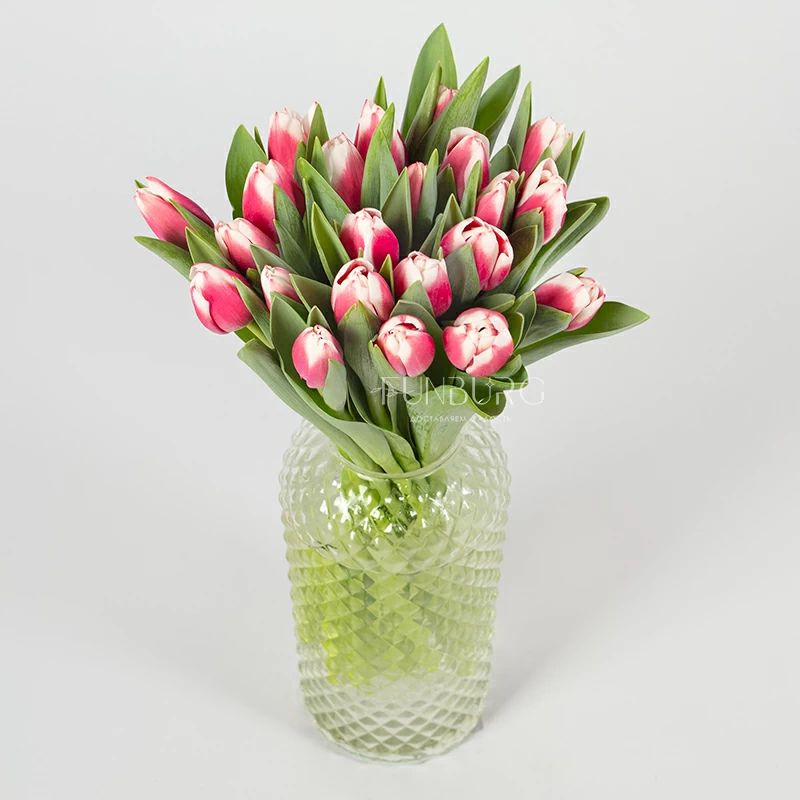 Малиновые с белым тюльпаны
