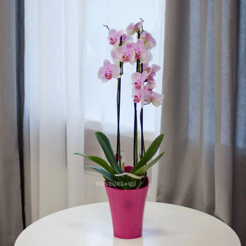 Орхидея в горшке – купить орхидеи в горшках в Екатеринбурге