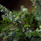 Композиция из ели и зелени «Green»