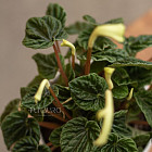 Цветок «Пеперомия» в горшке