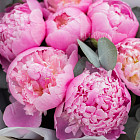 Букет розовых пионов «Леденцы» XS