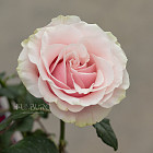 Монобукет из роз Pink Mondial M