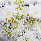 Дуобукет из ромашек и хризантем