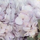 Букет гортензий «Лавандовая меренга»