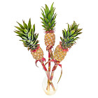 Декоративный ананас