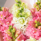 Букет из антирринума «Волшебный аромат»