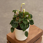 Цветок «Пеперомия» в горшке