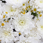 Дуобукет из ромашек и хризантем