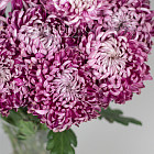 Хризантемы Бигуди