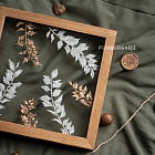 Ботаническая картина «Ruscus»
