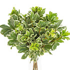 Питтоспорум