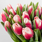 Малиновые с белым тюльпаны