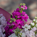 Букет из маттиолы «Пурпурные искры»