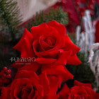 Букет «Белоснежка»