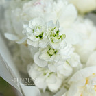 Букет из маттиолы «Воздушное суфле»