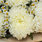 Букет из ромашек и хризантем «Ванильный крем»