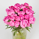 Ярко-розовые пионы