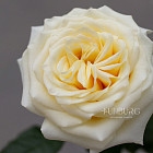 Белые розы Candlelight