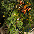 Композиция их хвои «Облепиховый пунш»