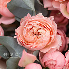 Монобукет из пионовидных роз «Джульетта»