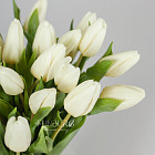 Белые тюльпаны