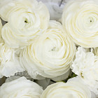 Букет «Венский вальс»