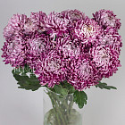 Хризантемы Бигуди