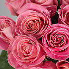 Розовые розы Hermosa