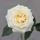 Монобукет из роз Candlelight XS