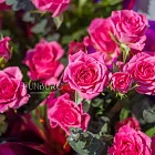 Букет кустовых роз «Сладкие грёзы»