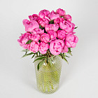 Ярко-розовые пионы