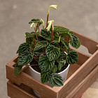 Цветок «Пеперомия» в горшке