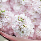 Букет из маттиолы «Сладкая вата»