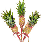 Декоративный ананас