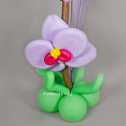 Фигура из шаров «Орхидея» с шаром с надписью
