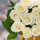 Акция! 15, 25 или 51 роза (Россия)