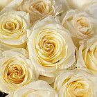 Белые розы Candlelight