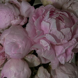 Нежно-розовые пионы