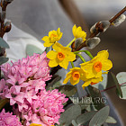 Букет «Мгновение весны»